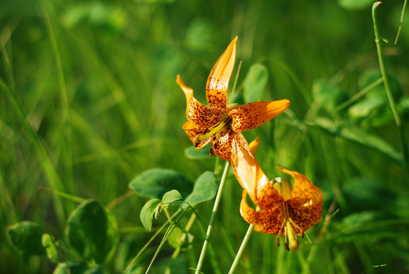 wilde Orchidee