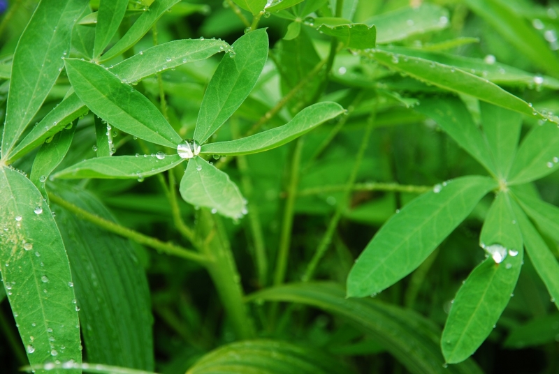 Wasserperle