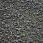 wildlife