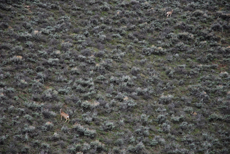 wildlife
