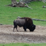 eines von vielen Bisons im Yellowstone