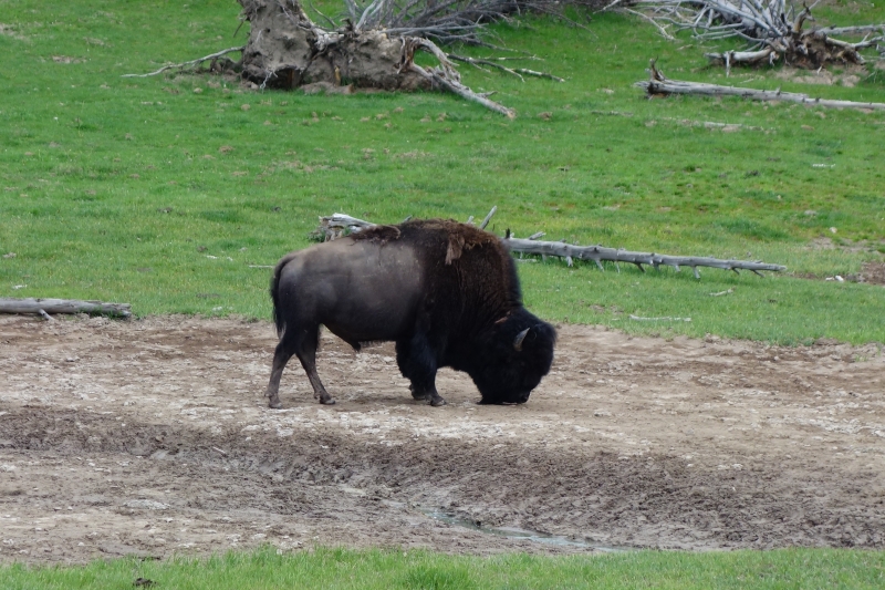 eines von vielen Bisons im Yellowstone