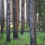 dichter Wald im Yellowstone