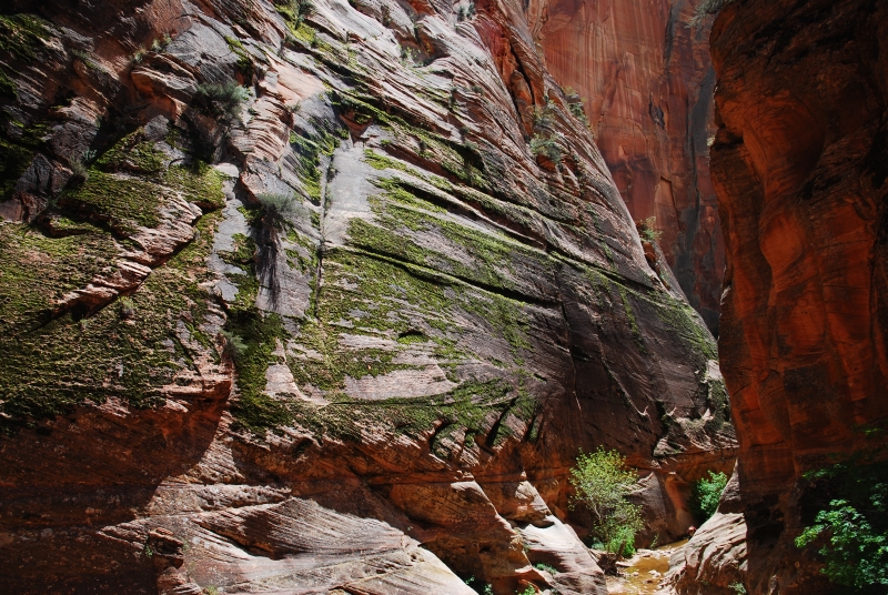 im Zion NP