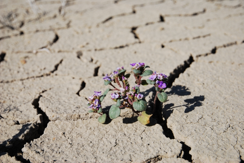 Blume in der Wüste